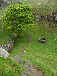 Scotland meadow